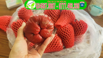 Giá trái của mận hồng MST hiện tại là bao nhiêu?