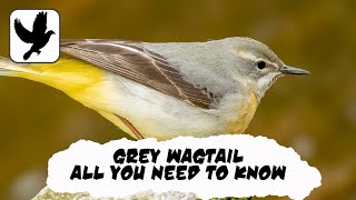 Everything You Need To Know About The Grey Wagtail