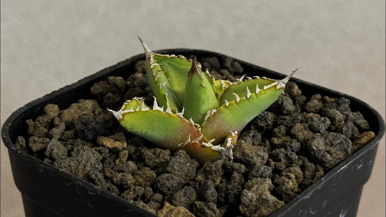 20260705 アガベ・チタノタ 星空/台湾agave cho産（芽）-008｜agave