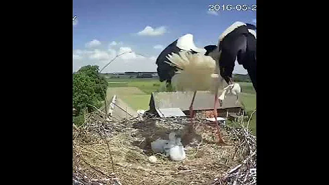 Stork mother throwing one of her chicks out of the nest - DayDayNews