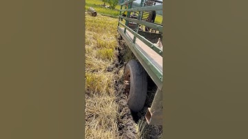 Xe cong nong xuống ruộng chở lúa bị mắc lây #congnong #gialaitv #go #rice #hyekdinh