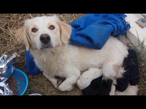Stray mother dog with her newborn puppies found helpless out in a field.