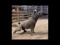 Baby Rhino Loves a Good Brushing || ViralHog