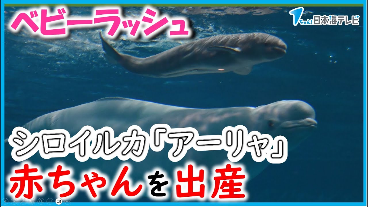 Baby boom for two consecutive months] Shimane Aquarium