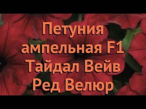 Петуния ампельная Тайдал