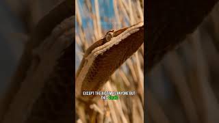 Gecko Shoots Tail At Opponents 🦎🐍 Golden-Tailed Gecko #Animals #Nature #Wildlife