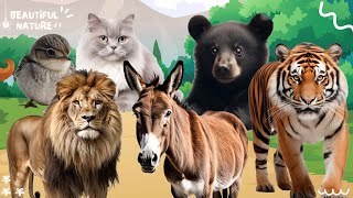 The sound of the bustling animal world: Sparrow, Donkey, Tiger, Black Bear, Donkey, Lion by Beautiful Nature 124 views 3 weeks ago 10 minutes, 24 seconds