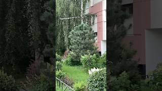 Сколько же здесь вложено и денег и труда. Варианты? #санктпетербург #питер #приморскийрайон #шортс