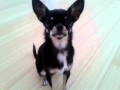 chim chim the chihuahua - ear span