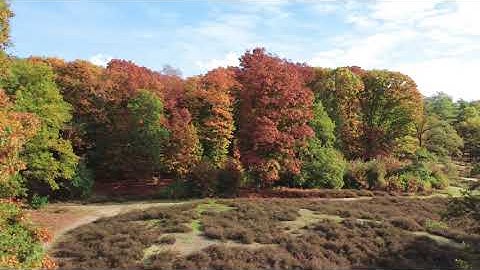 De Herfst Tovert Overloon om tot een Kleurrijk Landschap
