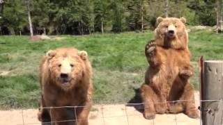 Waving Bear at Olympic Game Farm