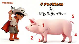 5 Injection position for reference #pigfarming #pig #pigfeed #atongmu