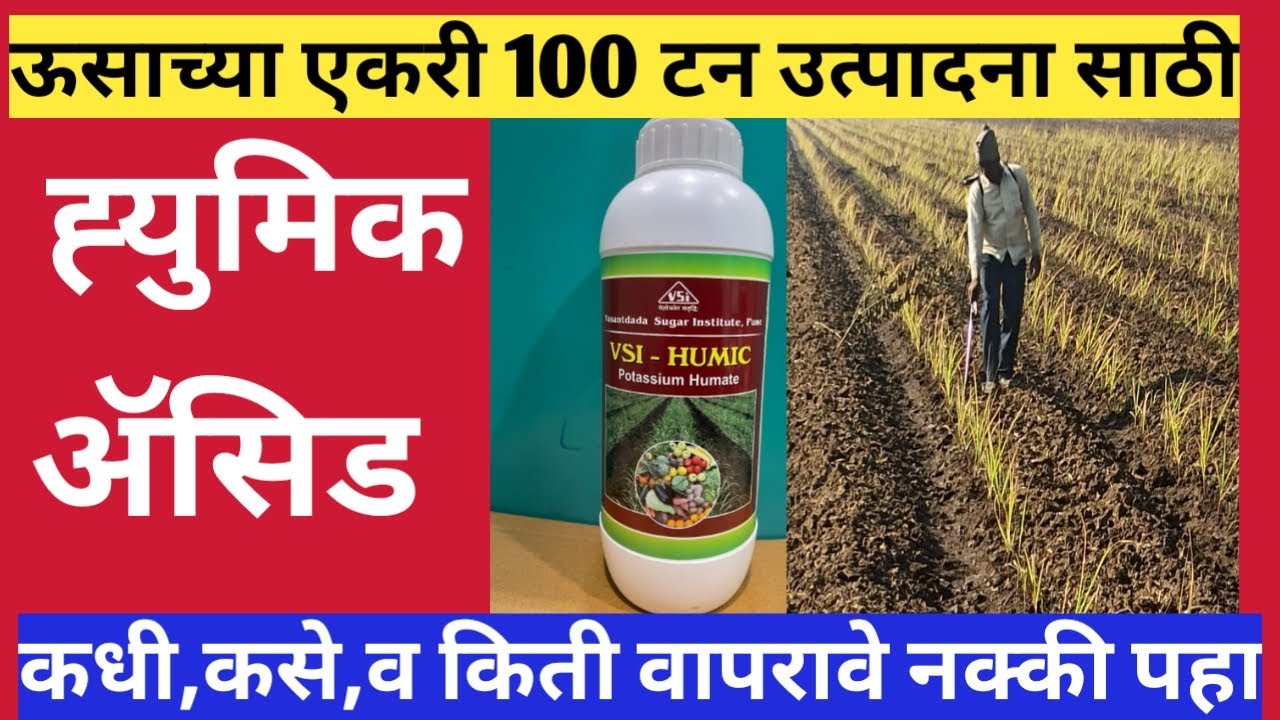 ऊसाच्या एकरी 100 टन उत्पादनासाठी ह्युमिक ॲसिड चा वापर किती वेळा,कसा व कधी करावा।@KrushiTirth