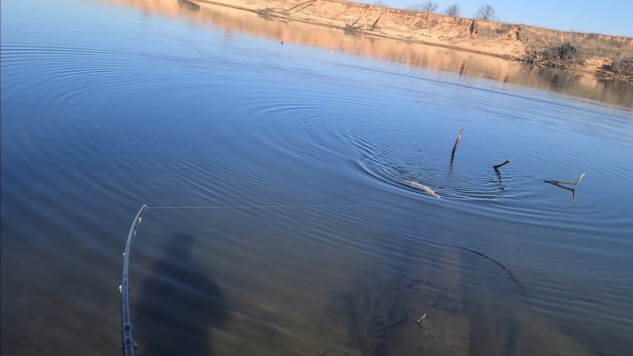 Snagging giant grass carp! YouTube