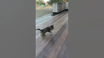Cat Funny Play Shortfeeds Phonk Cat Viralhog Catdance Monyet Kitten 