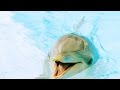 Teaching Dolphins Human Speech