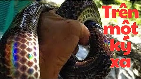 Thăm Bẫy Mùa Nước Nổi Rắn Chạy Khủng Khiếp 