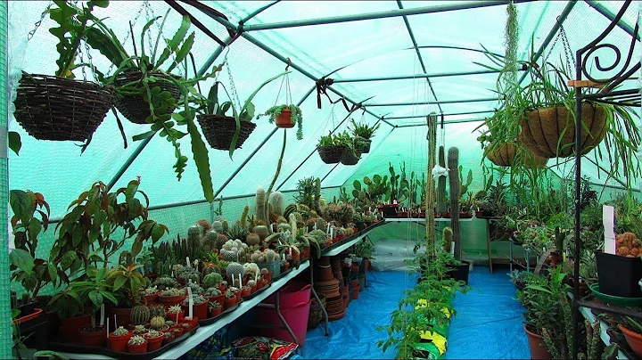 Our Cacti & Succulent Plant Polytunnel Collection end of July Update - DayDayNews
