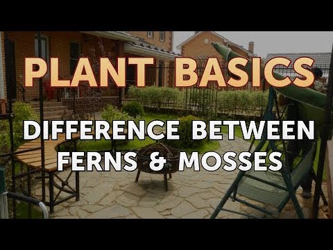 Difference Between Ferns & Mosses