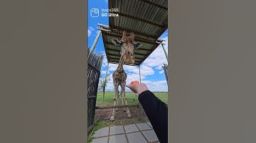 I was drenched in giraffe saliva after this😍Link in bio to join the Insta360 POV Challenge and win