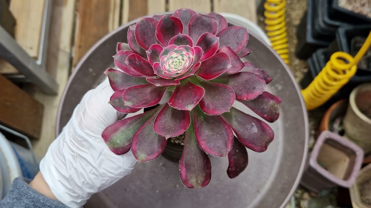 나에겐 어려운 에오니움~ 몇없는 에오니움중에 두아이 분갈이 해줬네요^^ ❤️구독과좋아요 부탁드려요 ❤️