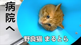 元野良猫まるとら病院へ