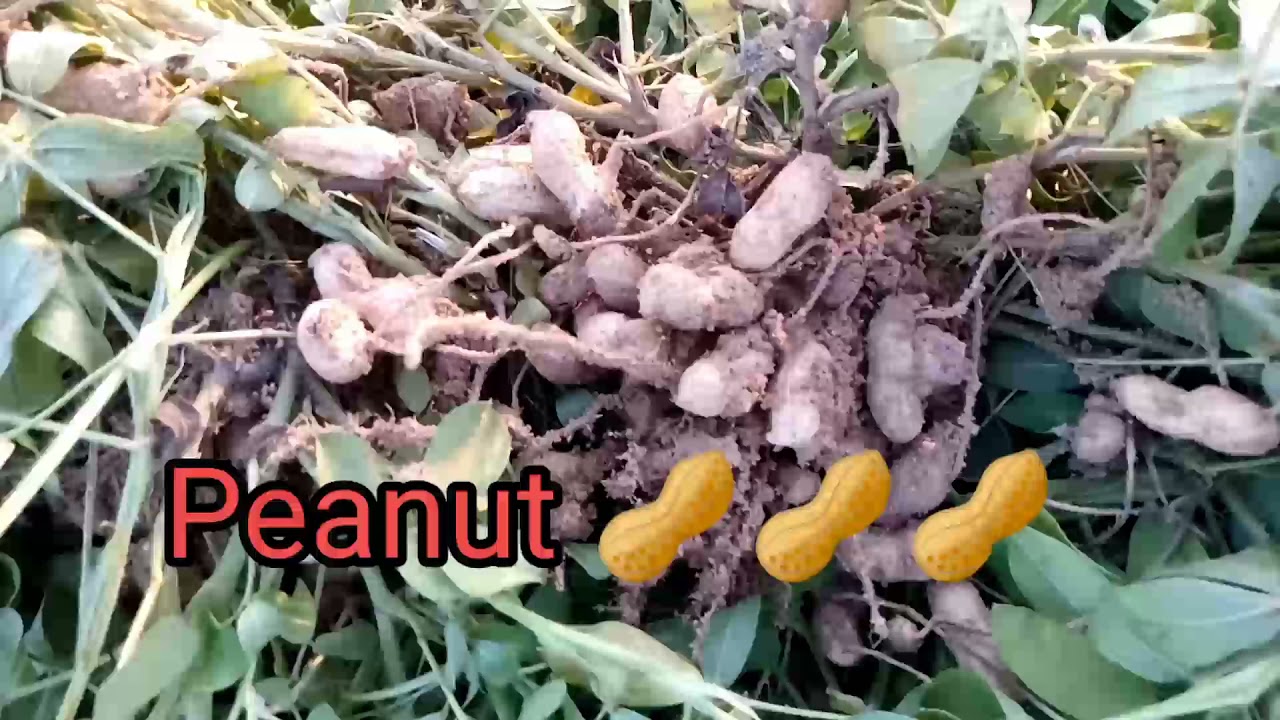 Harvesting Peanut 🥜🥜🥜🥜 YouTube