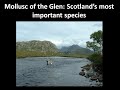 Mollusc of the glen