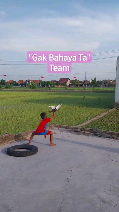 Keplek Doro 'Gak Bahaya Ta' Team #merpati #doro #merpatikolong #liburan #bocil #indonesia