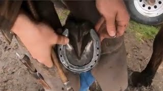 Horseshoeing - Why a horse might only need front shoes