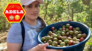 ☘ Vendiendo jocotes Salvadoreños