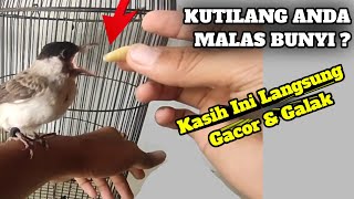 Makanan Burung Kutilang Agar Cepat Gacor & Galak || Dan Cara Pemberiannya