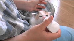 Kuruneko0214 Youtube
