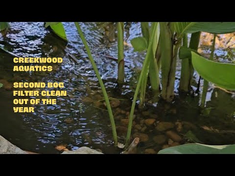 second bog clean out of the year #aquariumcommunity #smallbusinessowner #pondcleanup