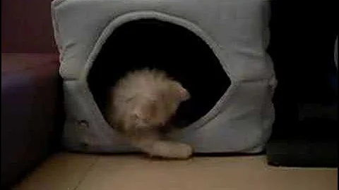 Video 10739391: cat chinchilla, chinchilla baby