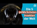 Die gefährlichsten Insekten der Welt | TOP 5  🦟