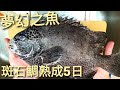 夢幻之魚-石鯛，熟成5日生魚片，5月初崁仔頂漁市購入。Spotted Knifejaw Aged Sashimi.