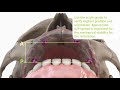 Straumann proarch with blx implant system