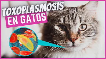 ¿Qué probabilidades hay de contraer la toxoplasmosis de los gatos?