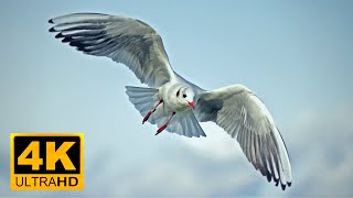 Sea Gulls — European Herring Gull, Great Black-Backed Gull|| Gulls Migrating || 4K UHD