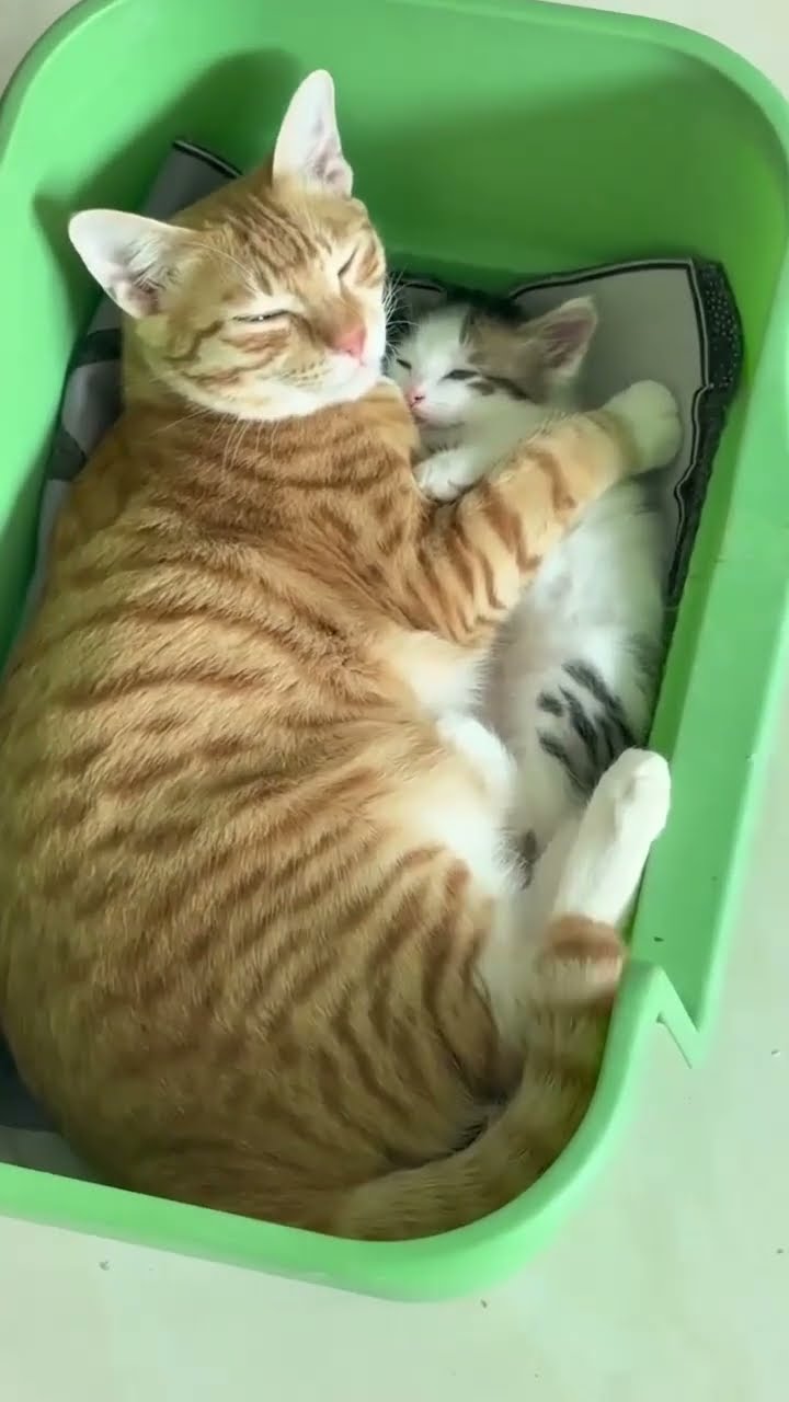 Belle maman avec petite chaton ????