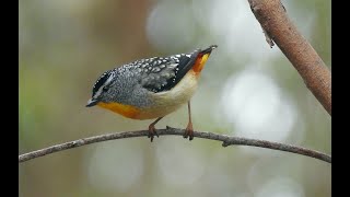 Australia Birding: Queensland to Victoria and Tasmania