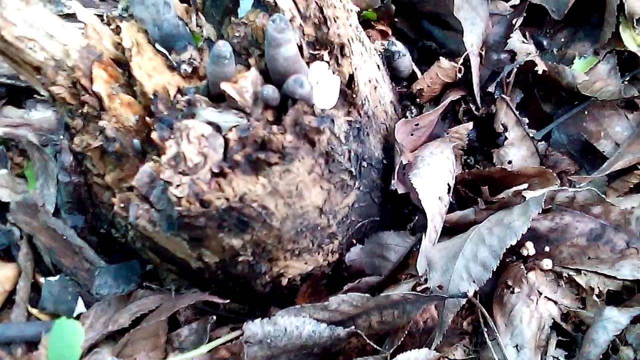 Dead Man's Fingers / Xylaria polymorpha