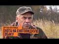 Друзья охотника. Охота на енотовидную собаку