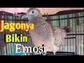 Suara Pancingan Perkutut Paling Jago Bikin Perkutut Lain Emosi Mp3 - Mp4 Download