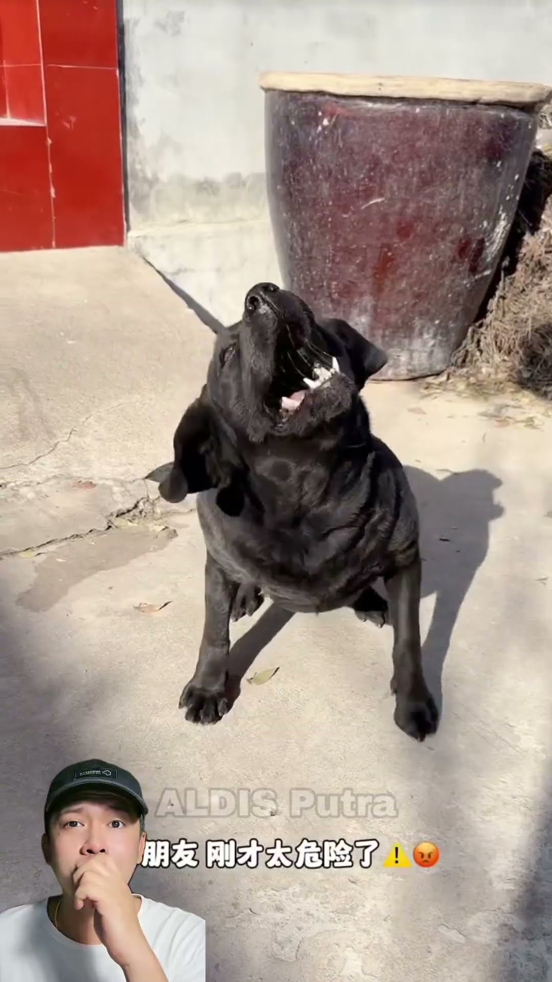 KETIKA ANJING BAIK MALAH DIANGGAP JAHAT ? #dubbing #funny #shorts