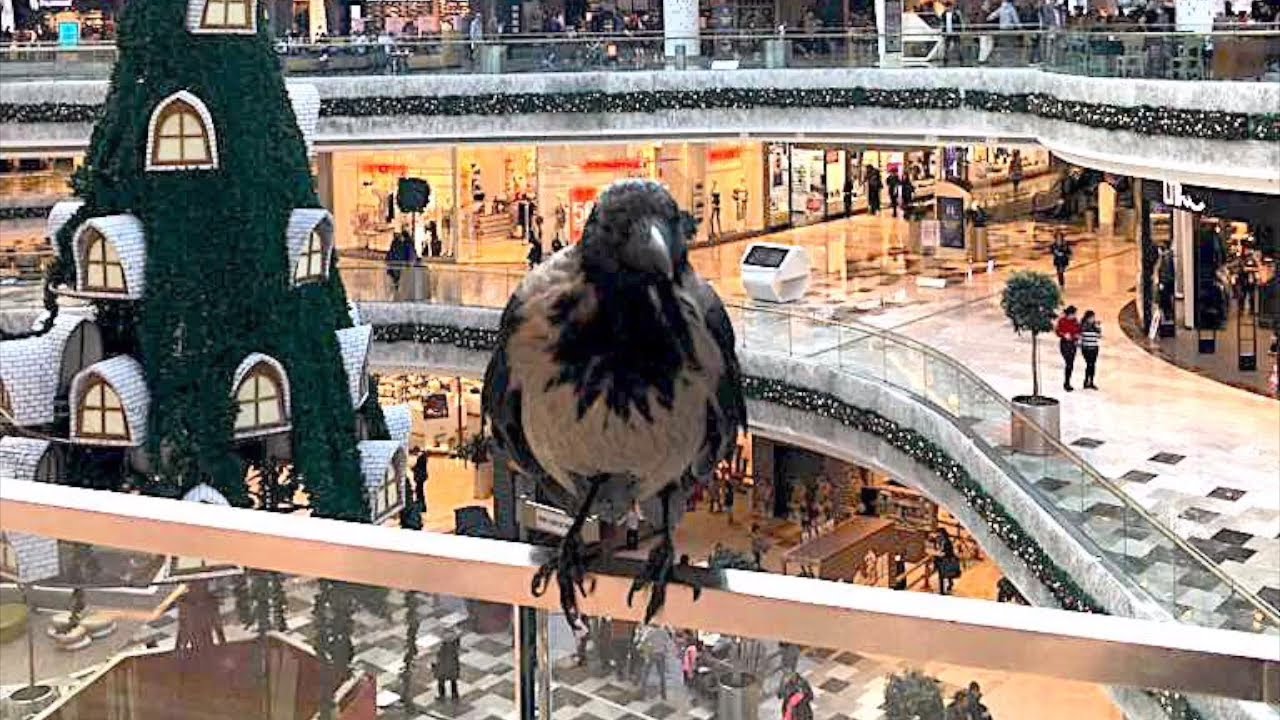 crow i told you to stay outside vadi istanbul avm mall istanbul crow picture video