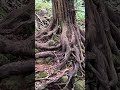 Magical Puzzlewood