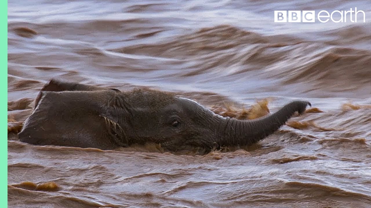 ⁣Elephant babies struggle against the current to keep up with mothers | 24/7 Wild | BBC Earth