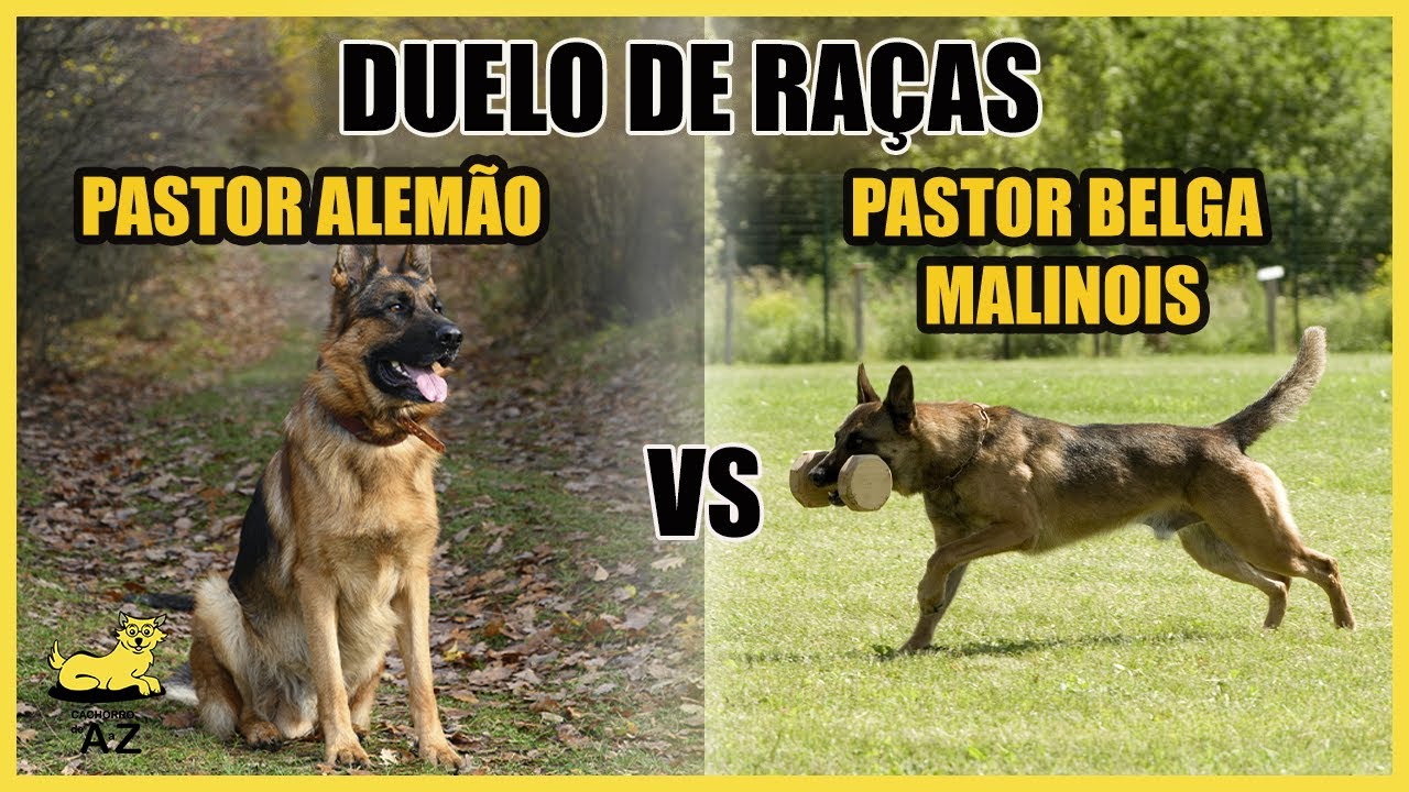 Conheça o Pastor Belga de Malinois